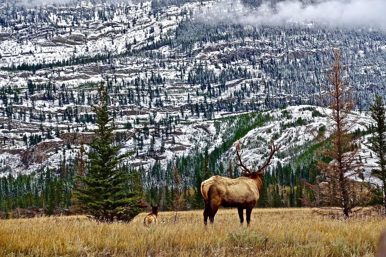 Nevada elk hunting