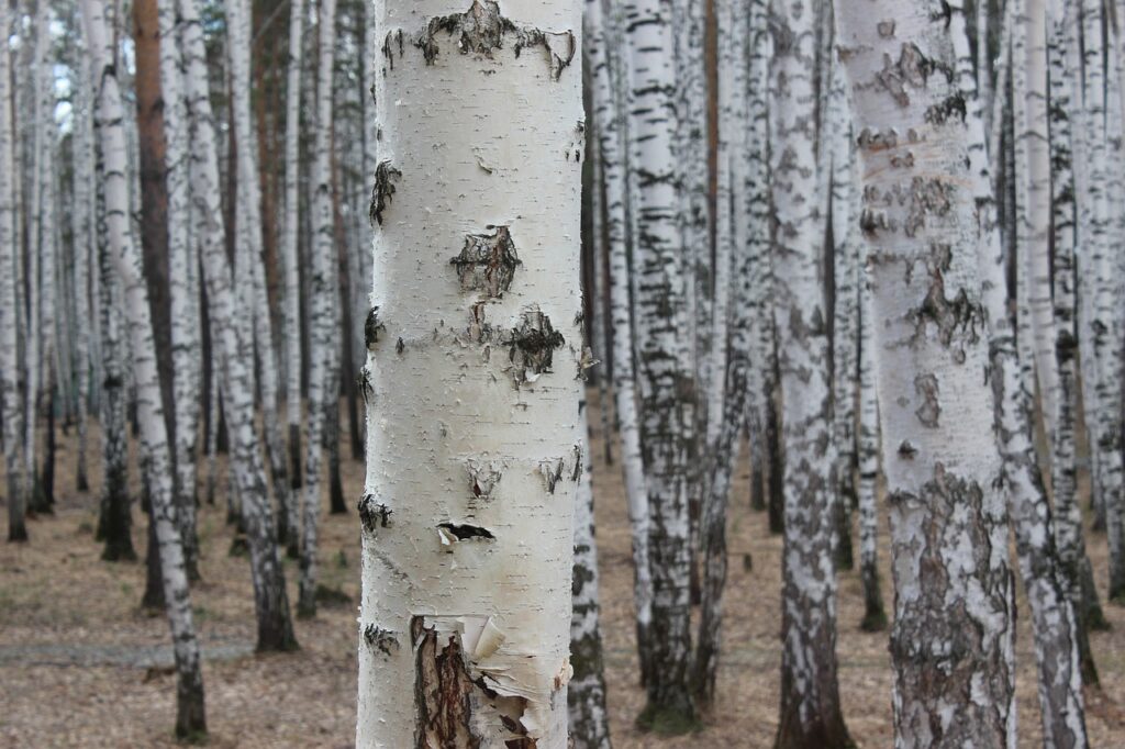 birch tree tapping