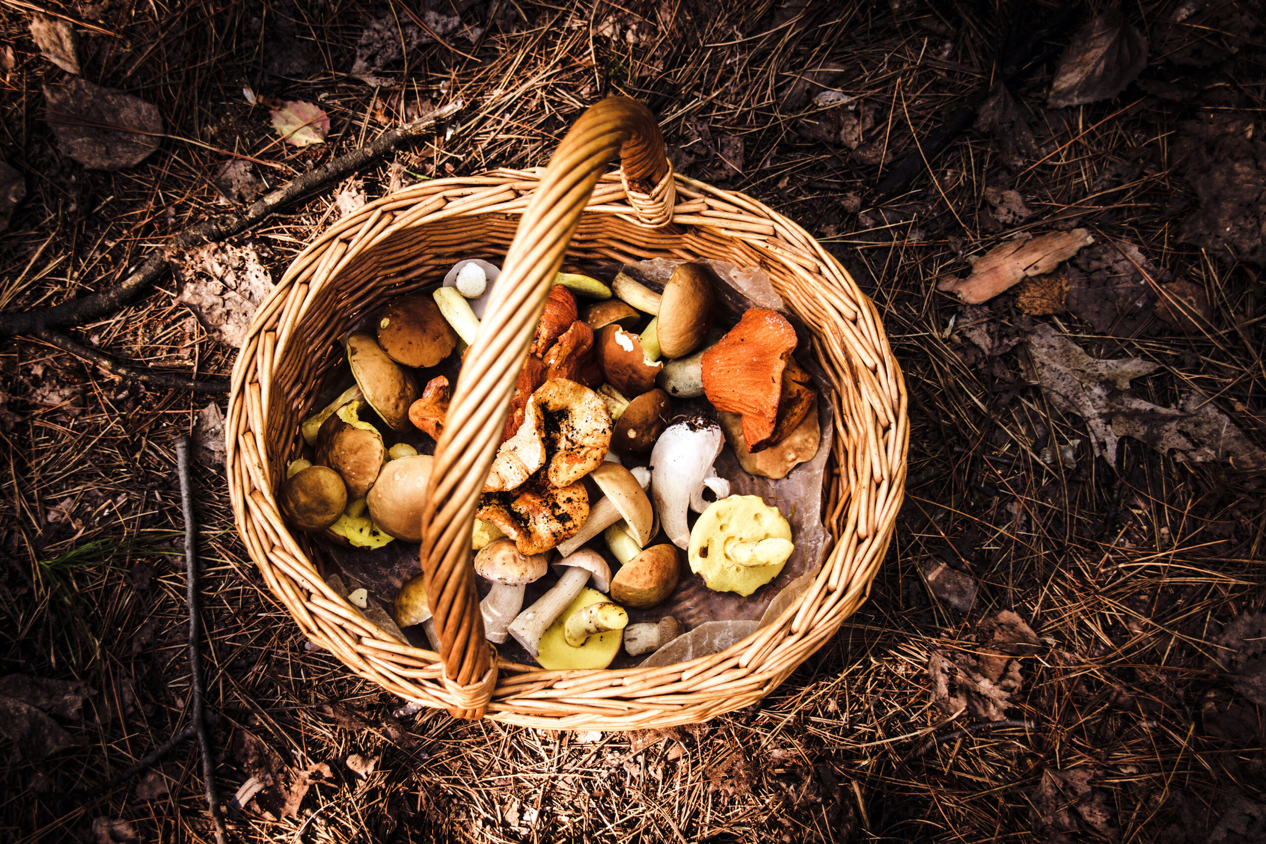 mushroom foraging Pasta Alla Carbonara With Chanterelles