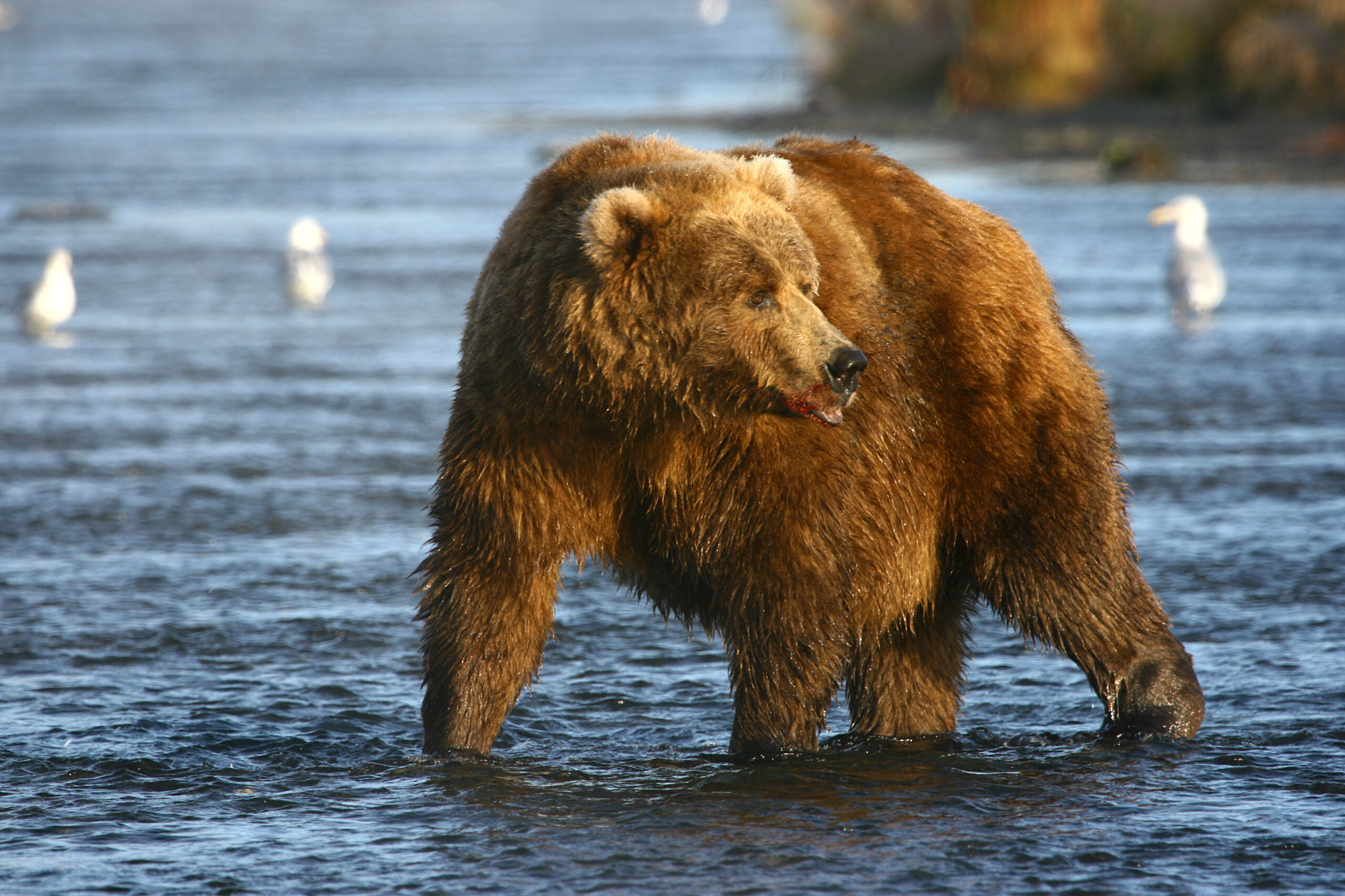 Kodiak bear hunt
