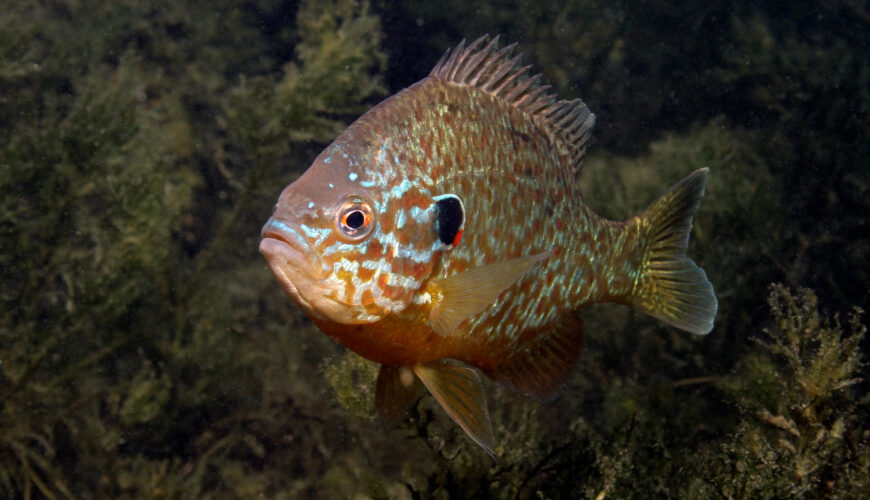 A Freshwater Sunfish Fishing Guide for Beginners