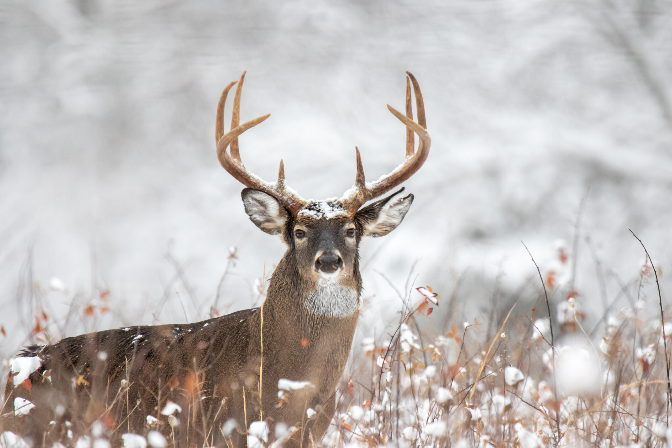 how to score a buck whitetail deer hunt whitetail deer