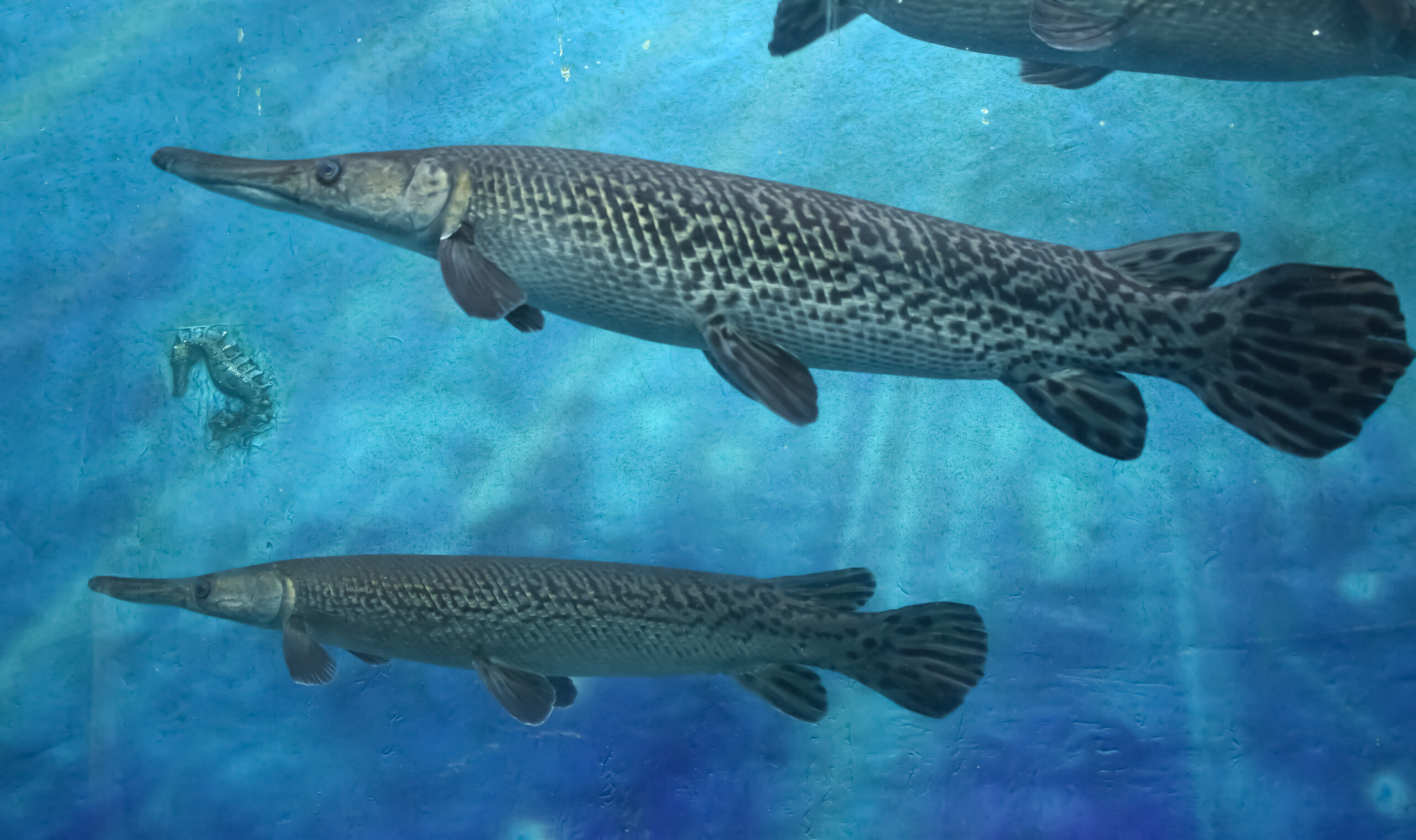 alligator gar