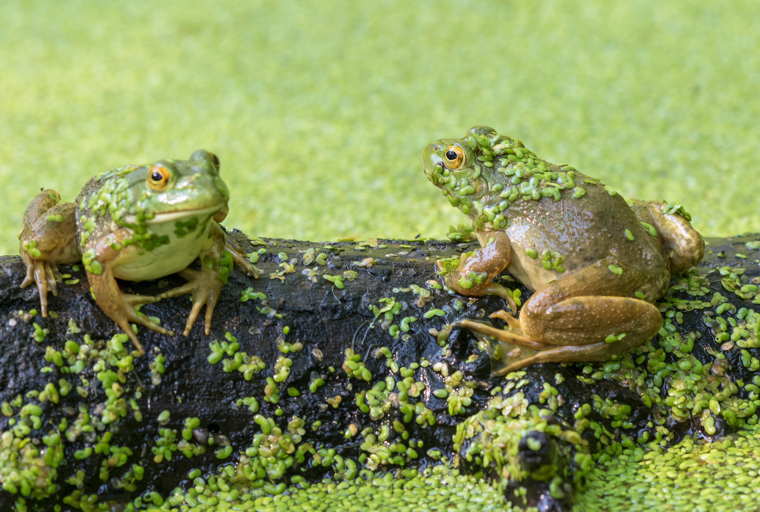 frog gigging