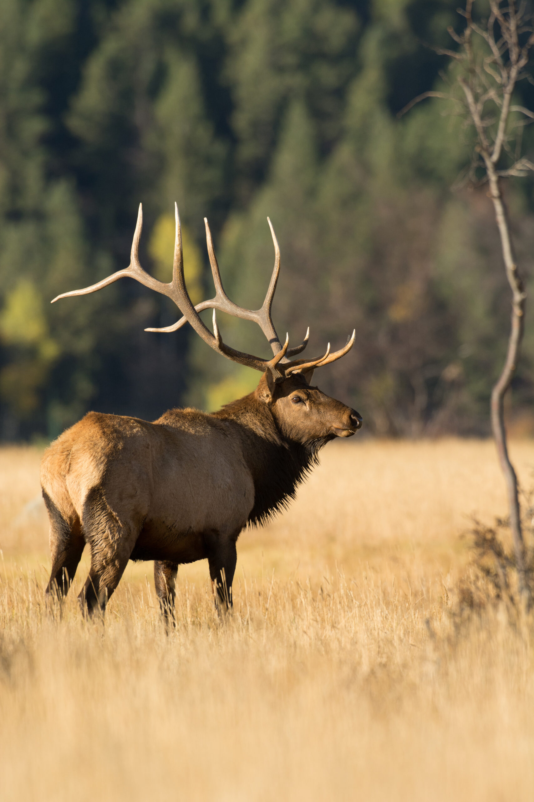 elk hunting