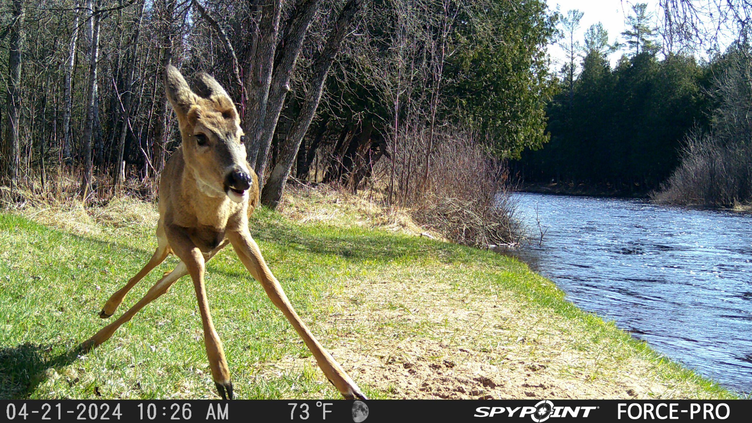 funny trail camera pictures