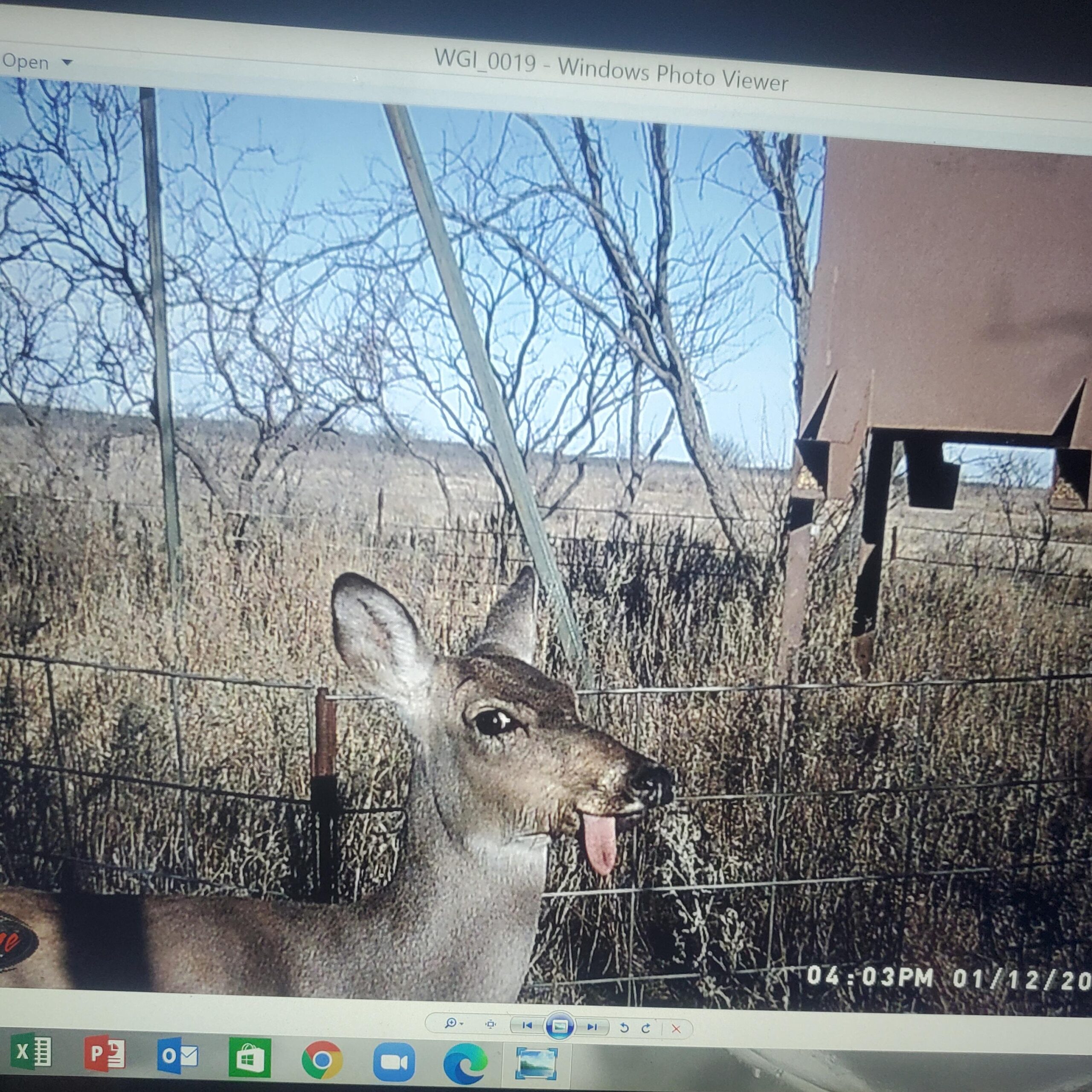 funny trail camera pictures