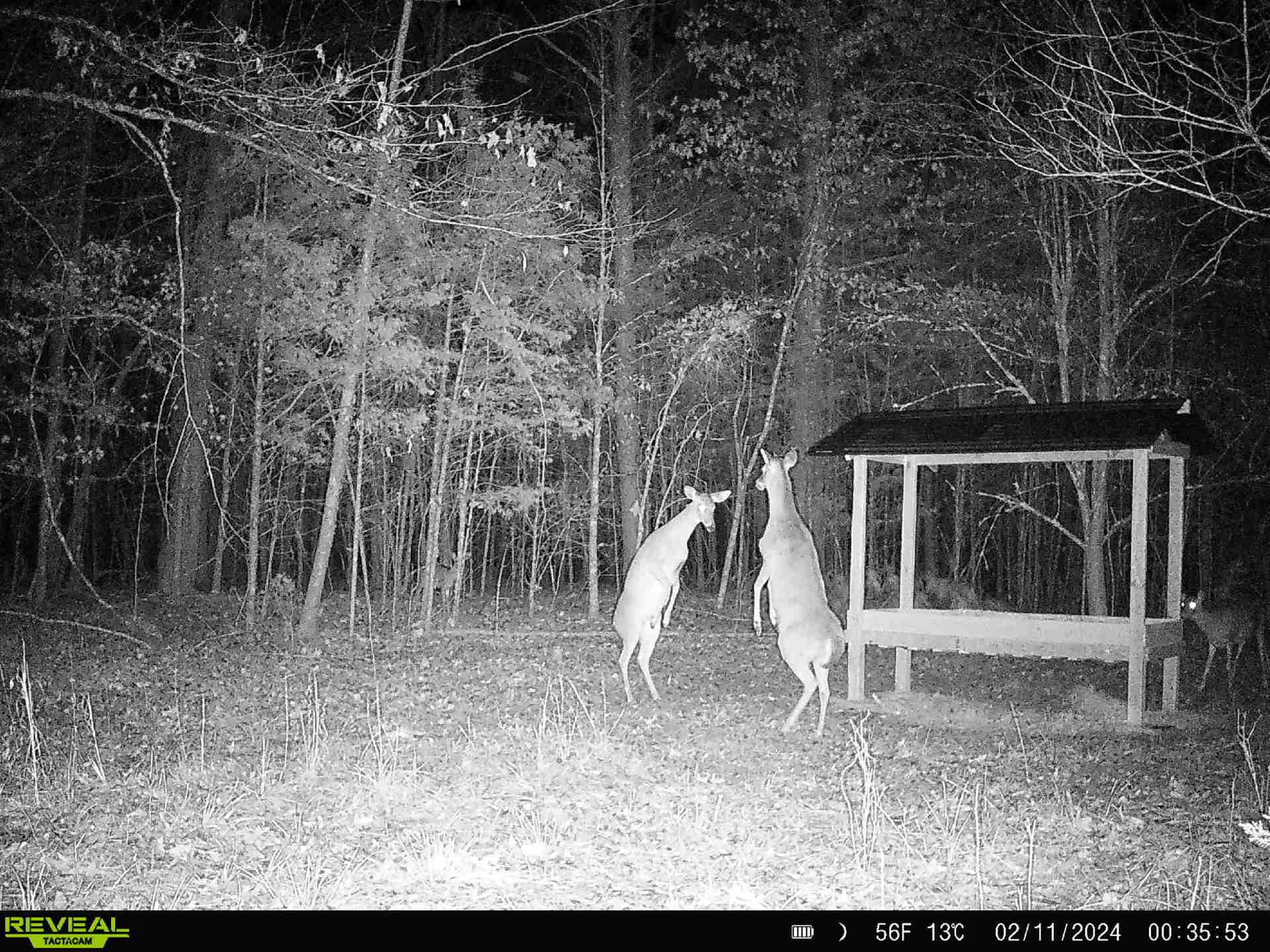 funny trail camera pictures