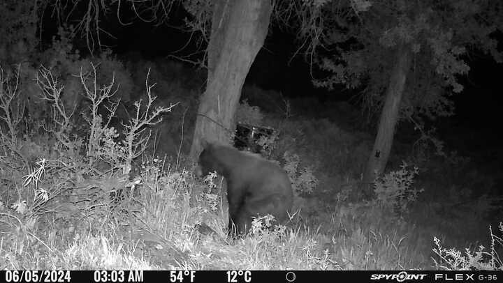 funny trail camera pictures