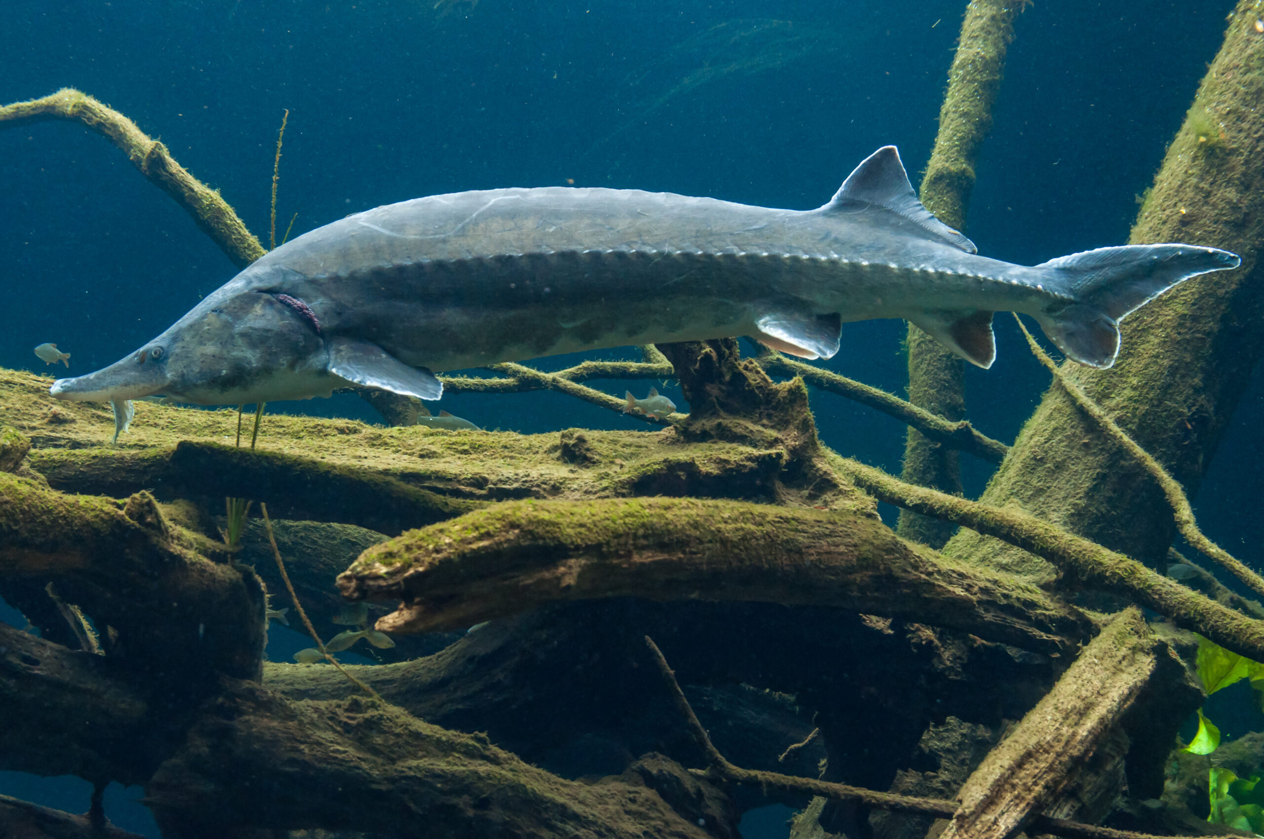 sturgeon beluga