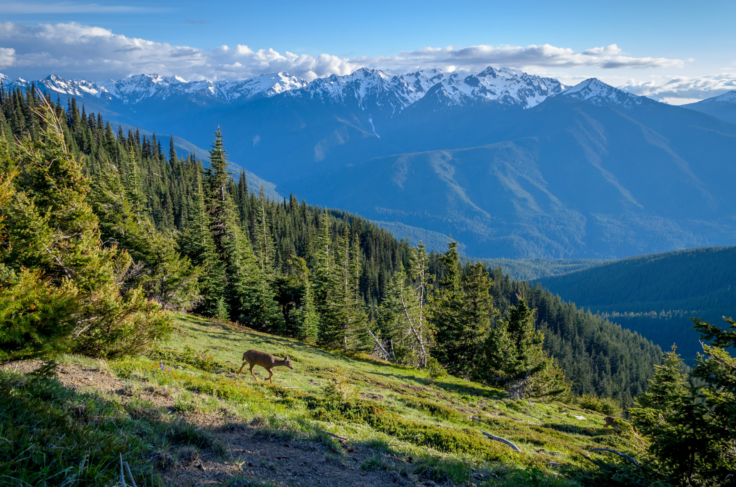 Olympic National Park best hikes