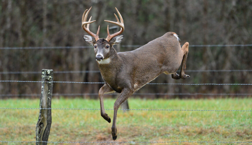 How High Can Deer Jump? - iSportsman USA