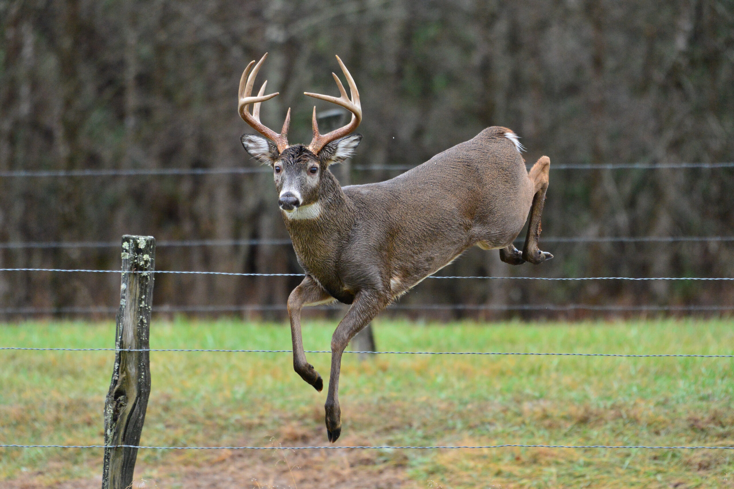 how high can deer jump Buck Score Investigated by KFW