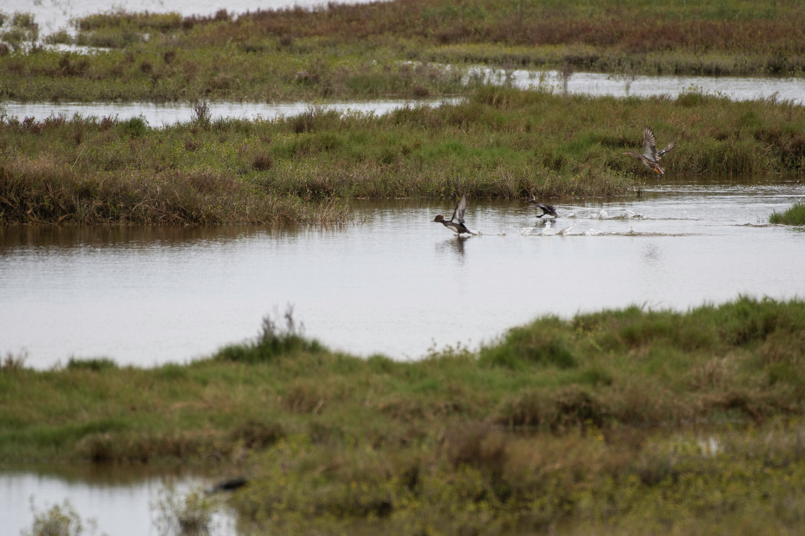 best duck hunting states