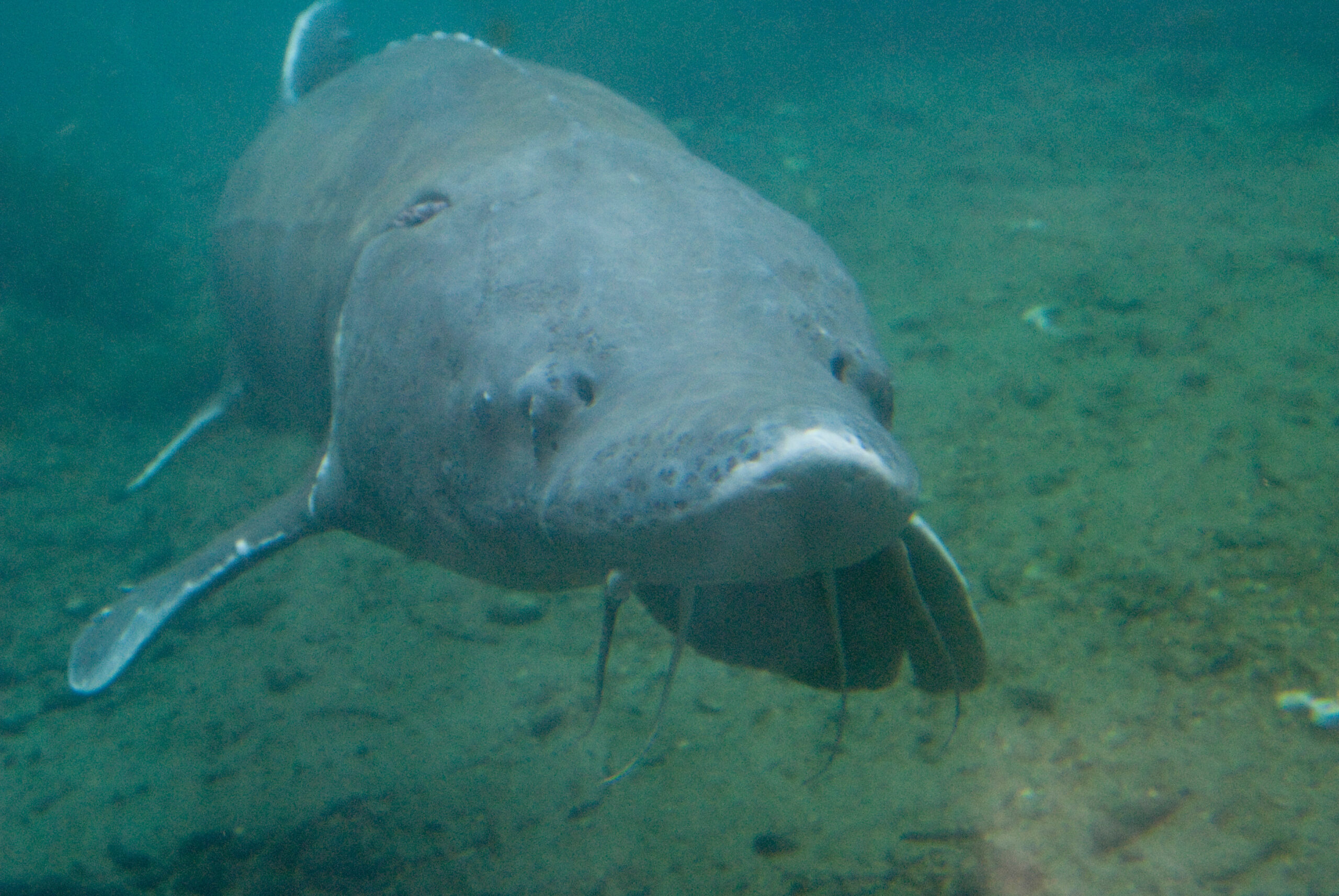 sturgeon beluga