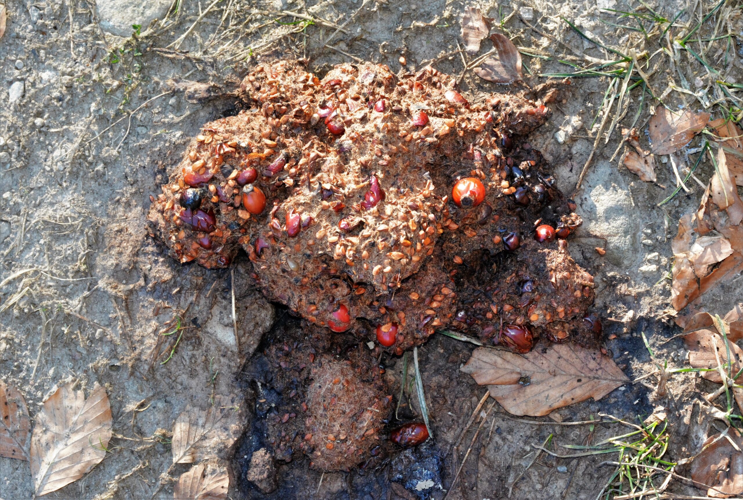 bear scat