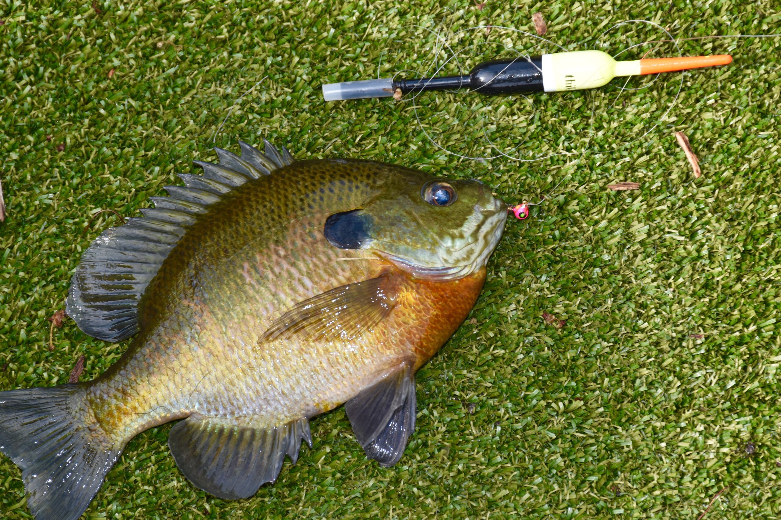 https://www.iowadnr.gov/fishing/fishing-tips-how-tos/how-to-fish-for-/bluegill-fishing#:~:text=Worms%20are%20the%20all%2Dtime,mimic%20a%20worm%20or%20grub.