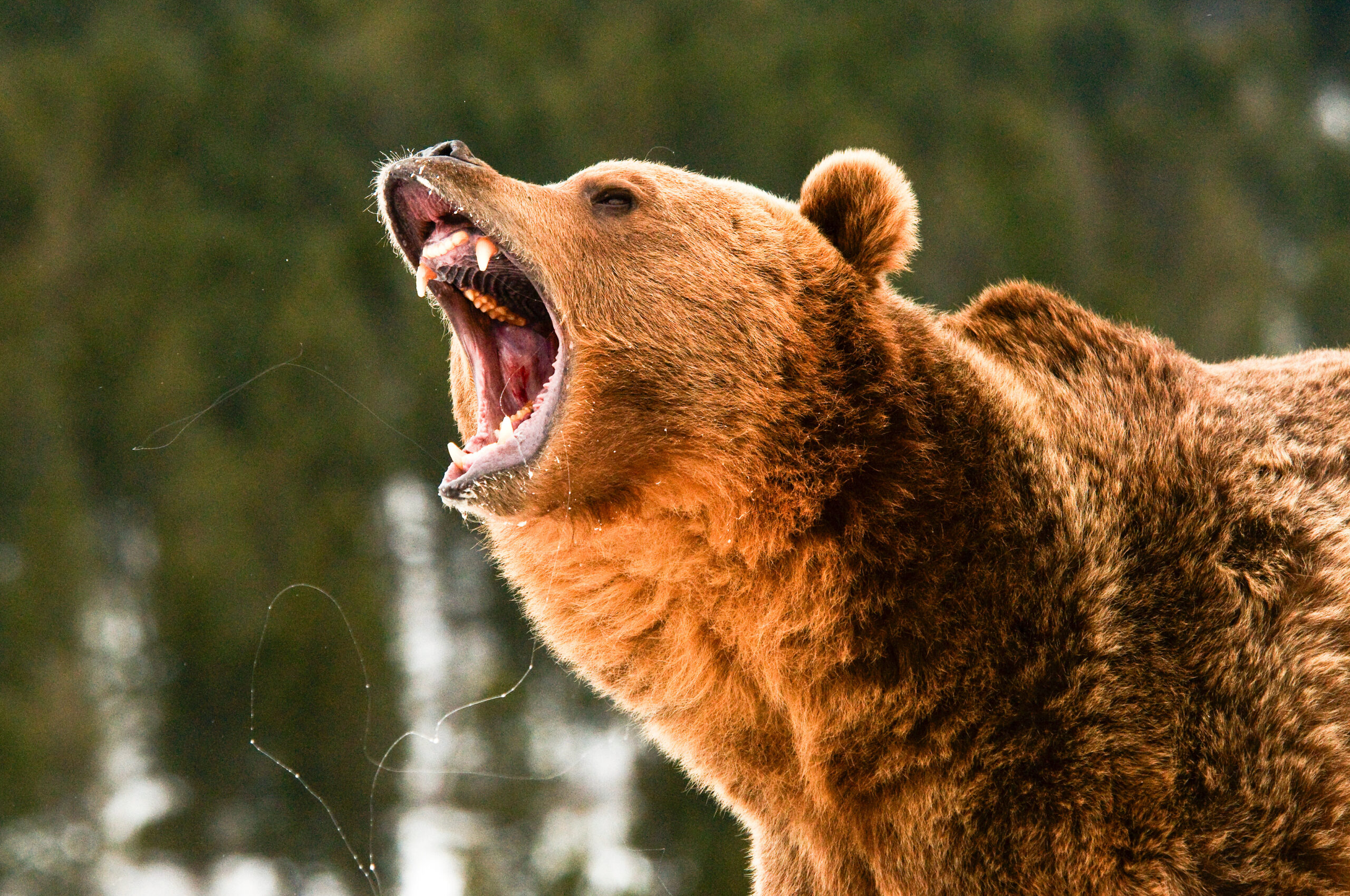 Precautions Around Bears: How to Stay Safe