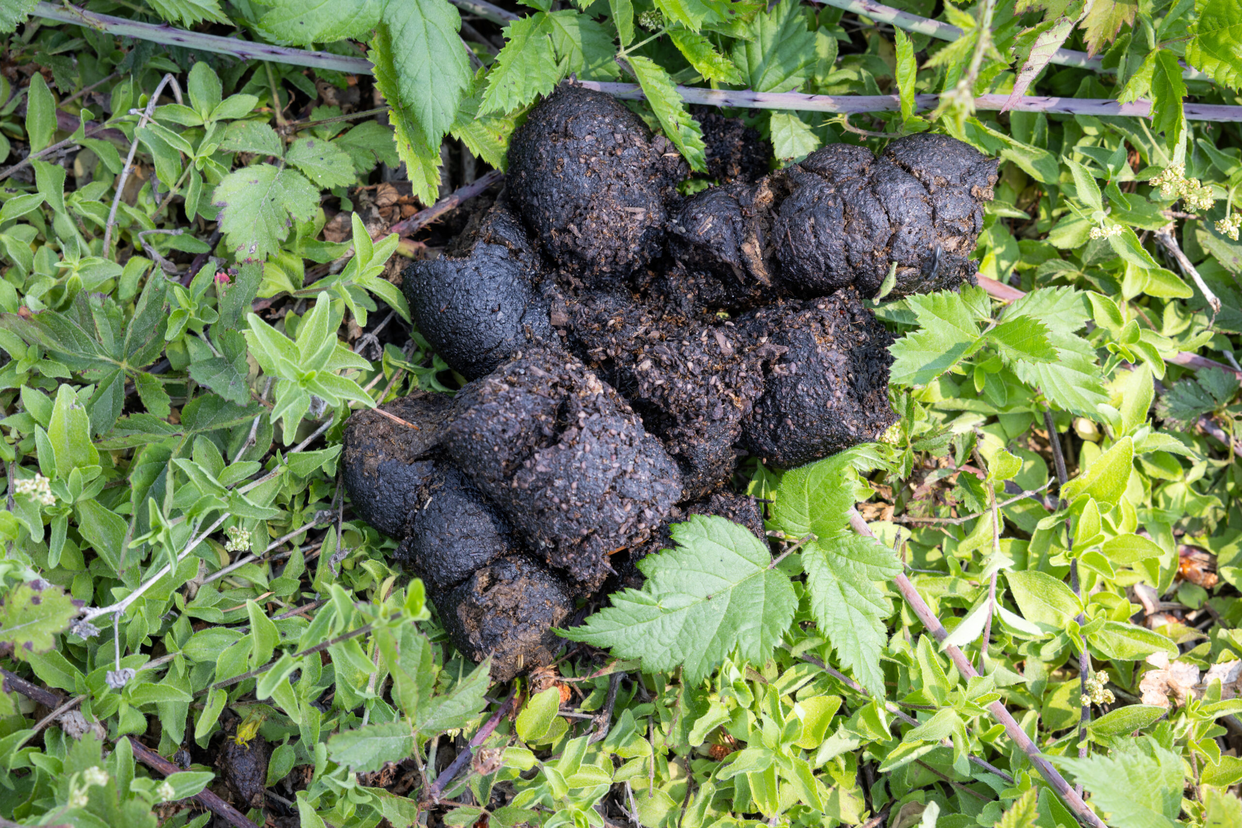 bear scat