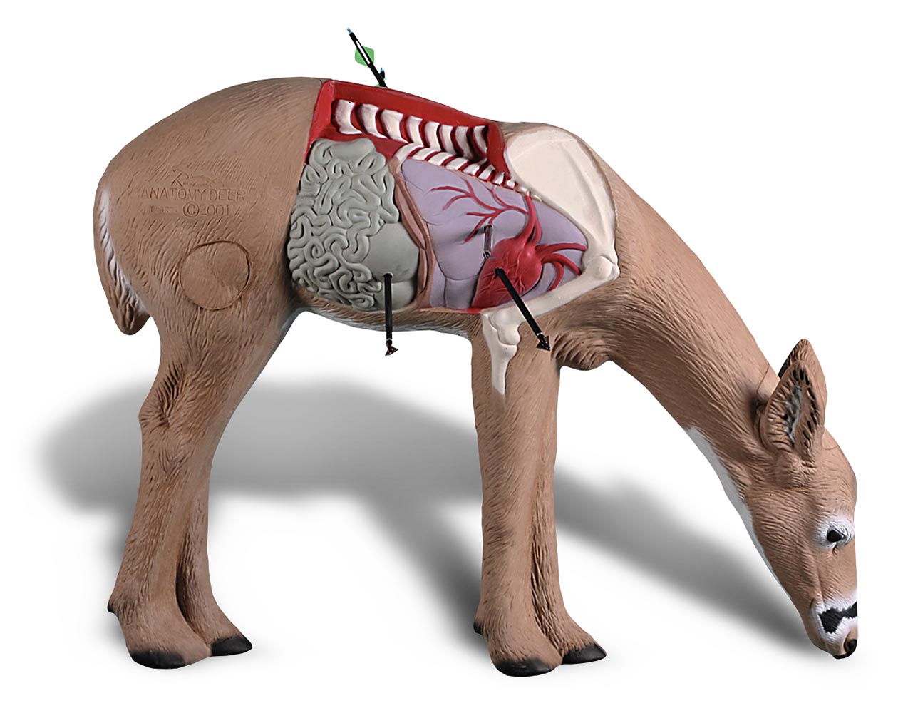 anatomy of a deer