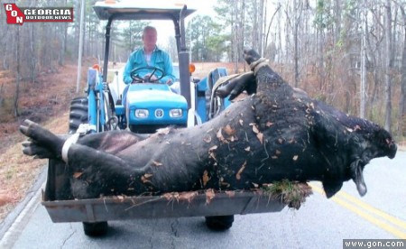 largest wild hog