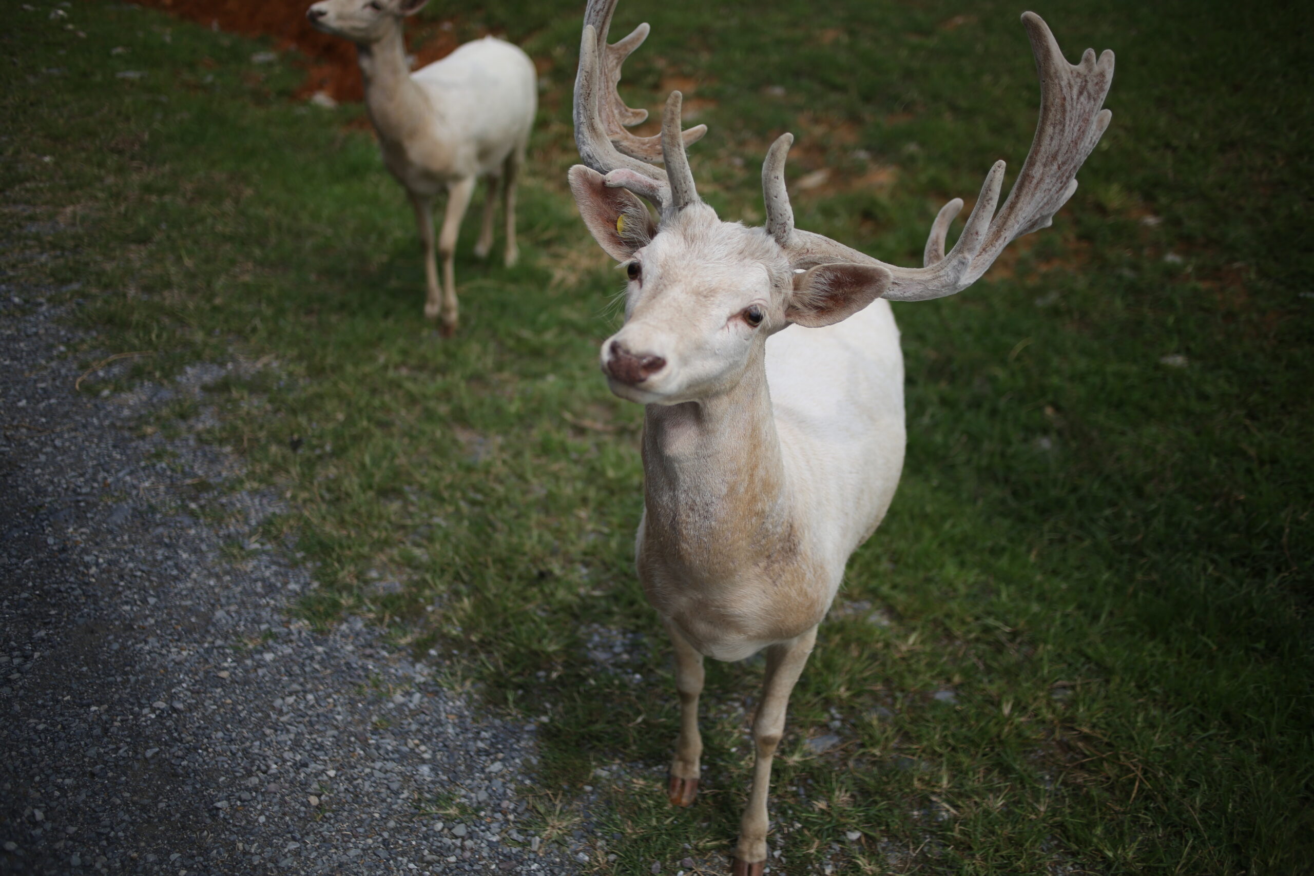 albino deer