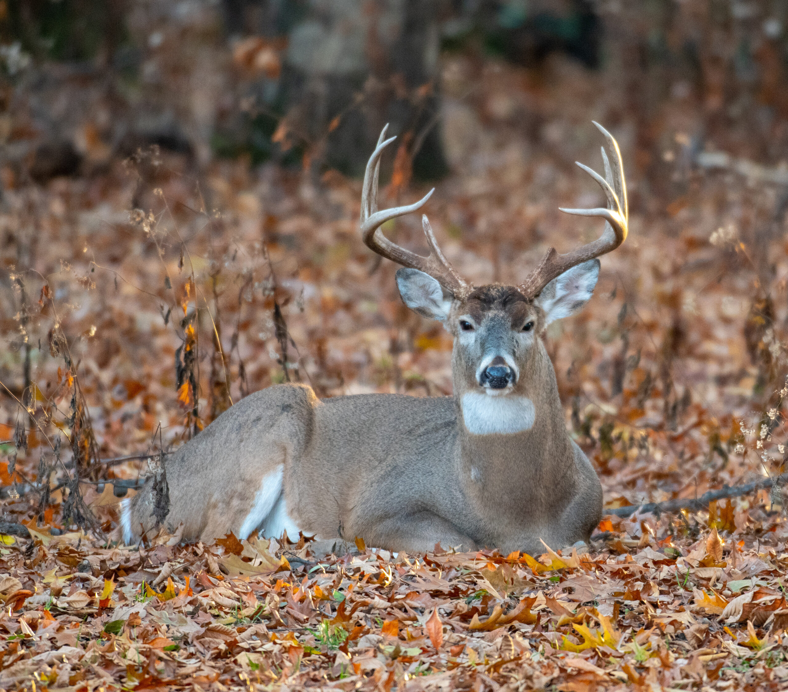 how to read topographic maps deer bedding