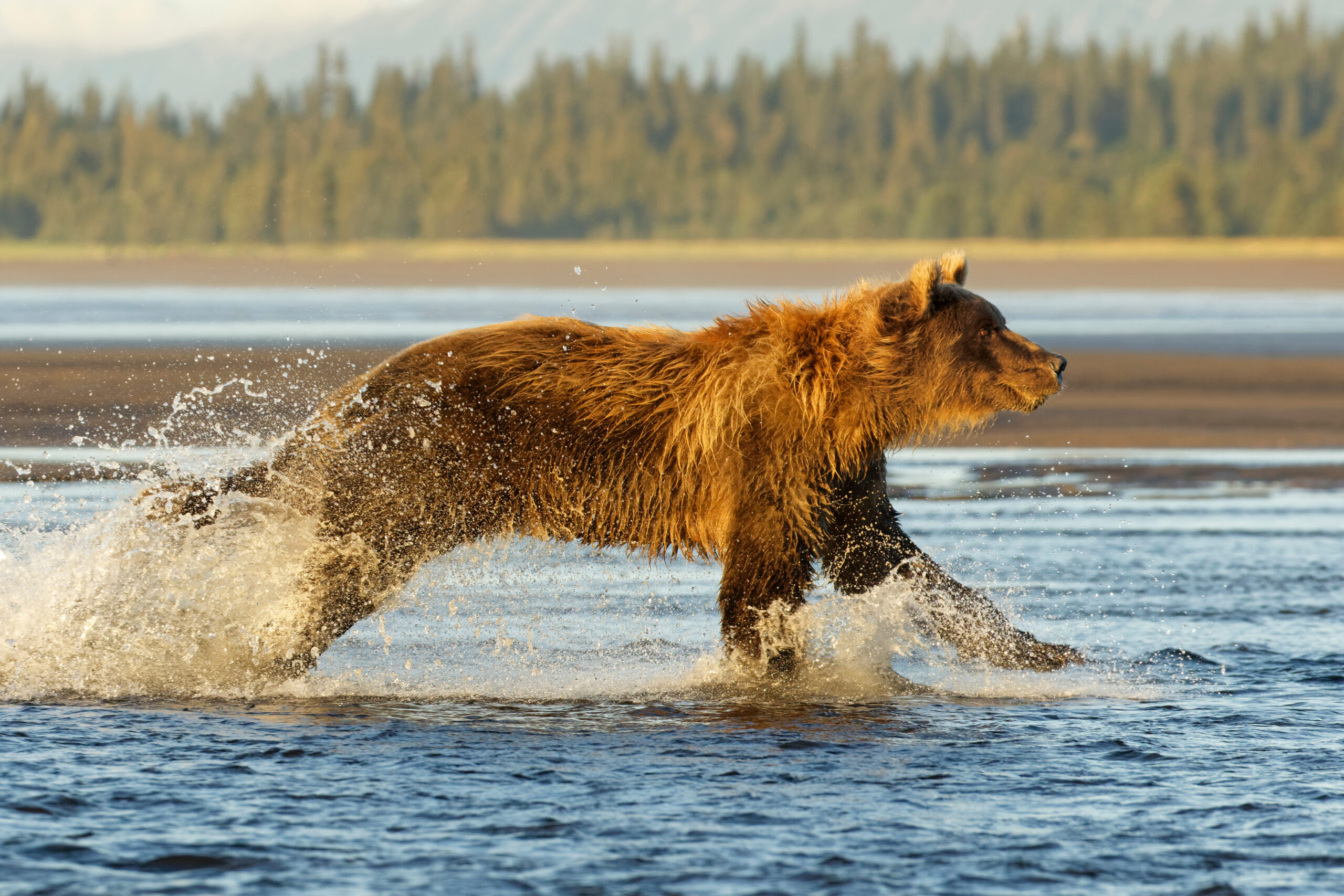 how fast can a bear run