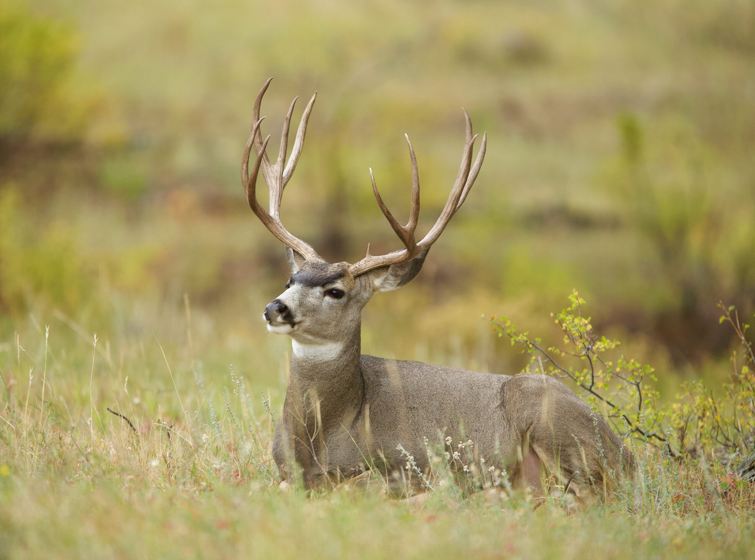 Trace Koble's Nontypical Buck Deer Records Broken in 2020 Deer Harvest