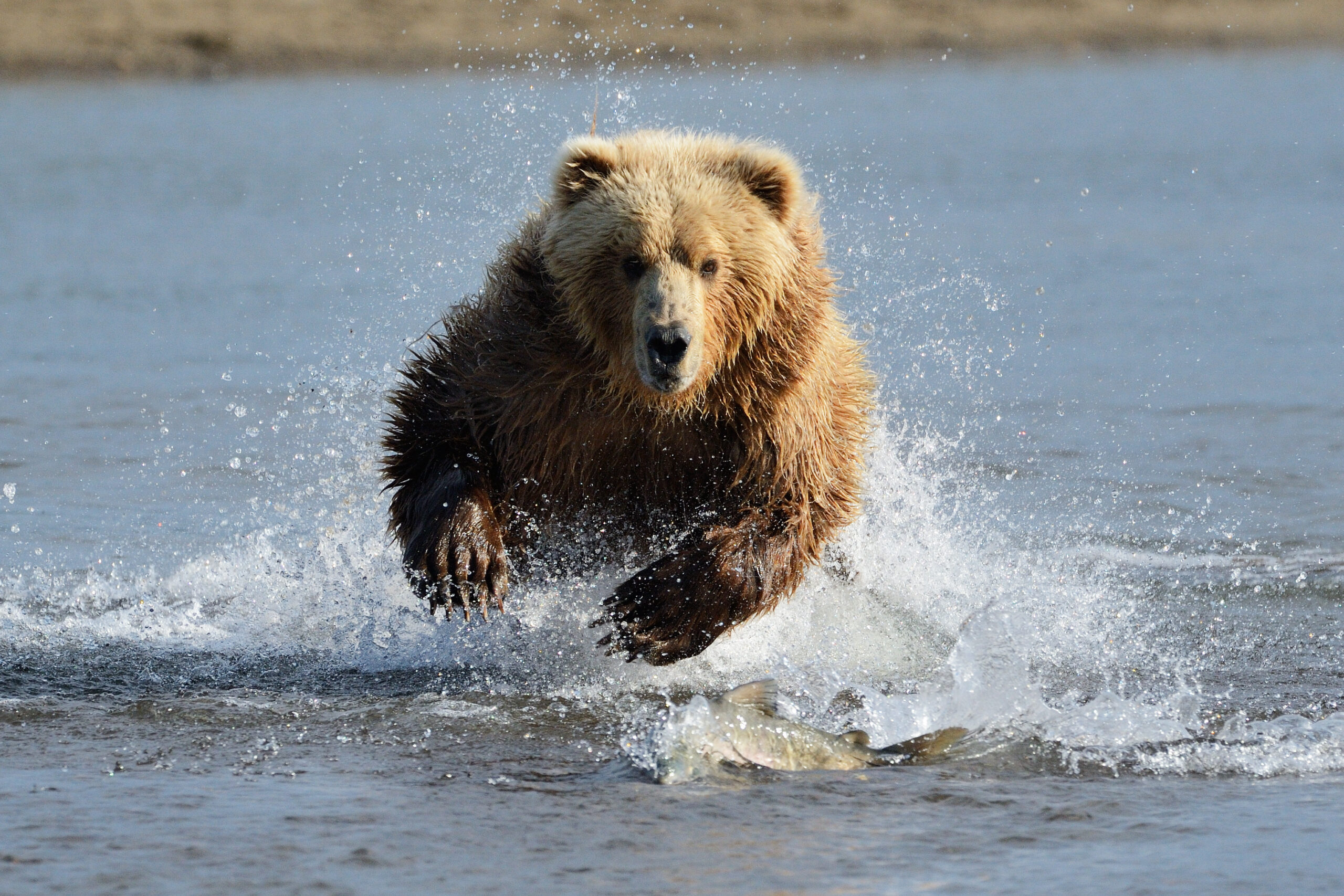 how fast can a bear run grizzly bears 7 Essential Bear Safety Strategies