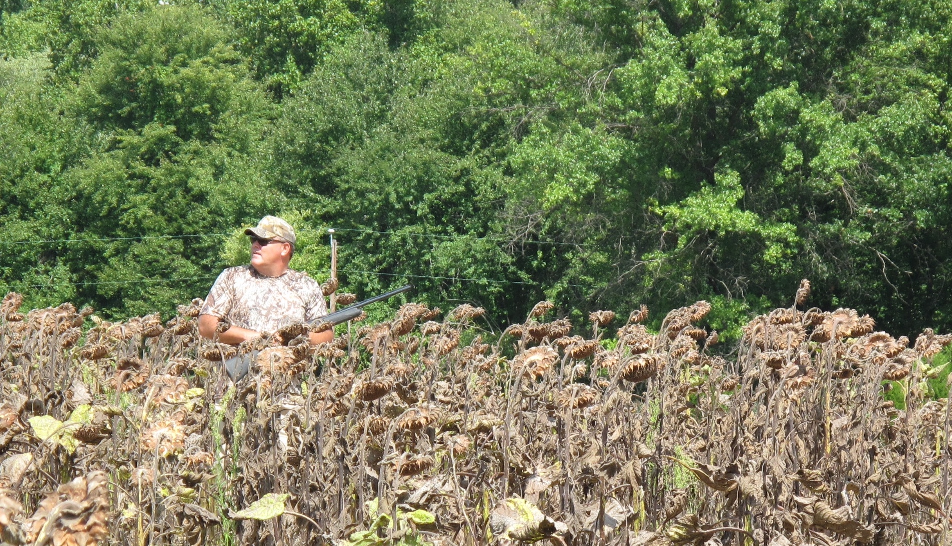 early dove season