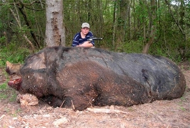 largest wild hog