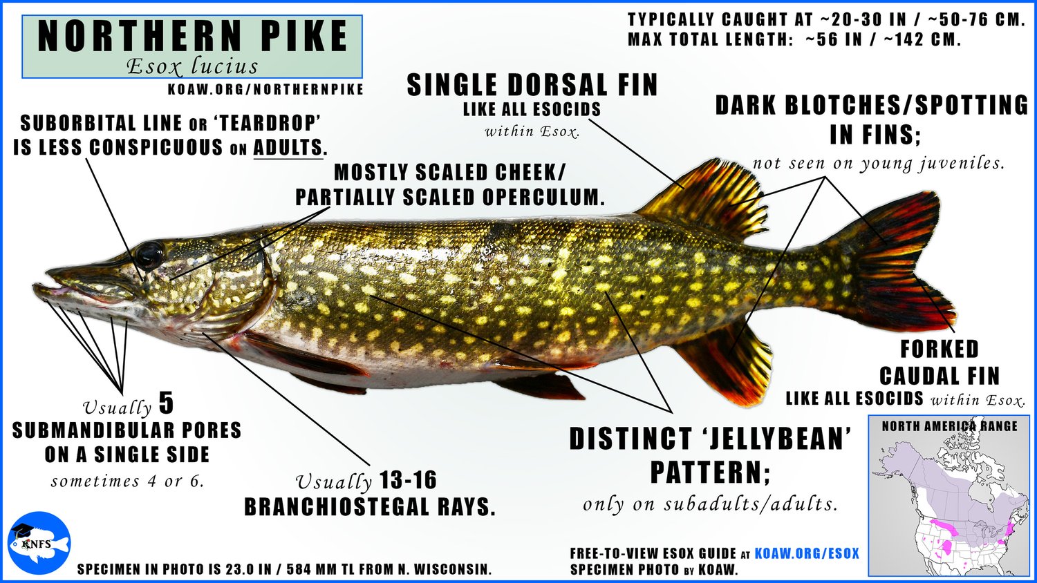 muskie vs pike