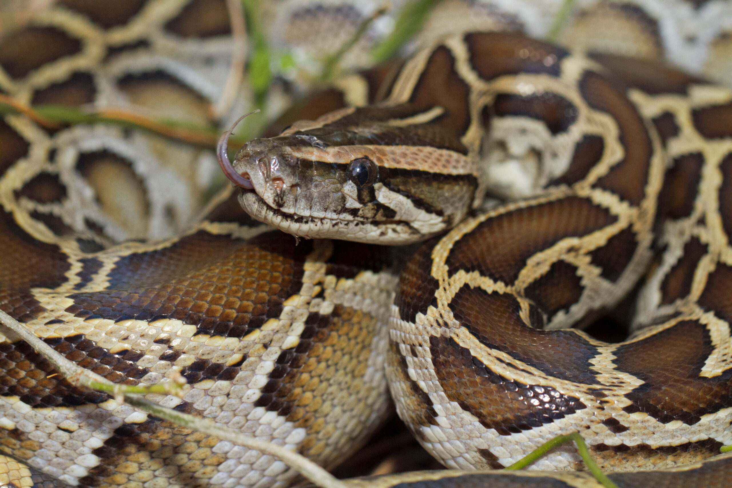 snake eating deer Florida pythons