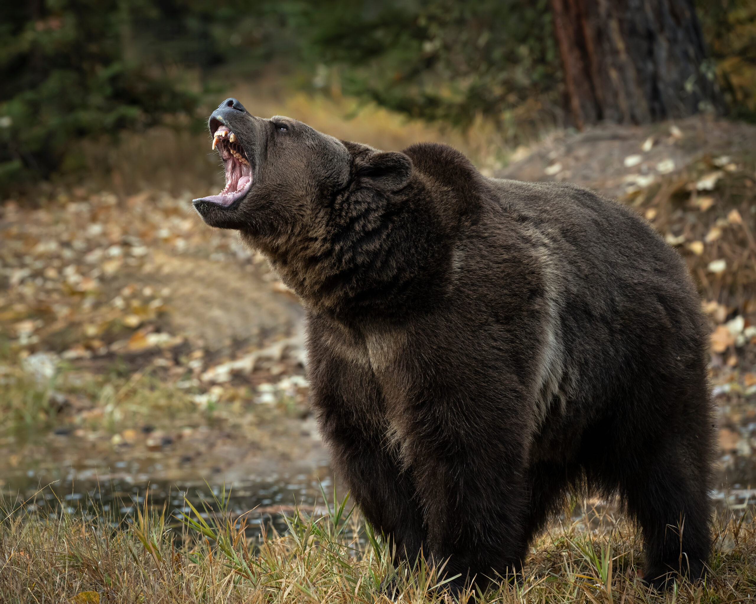 bite force of a grizzly bear Why to Try Out Bear Hunting in Canada