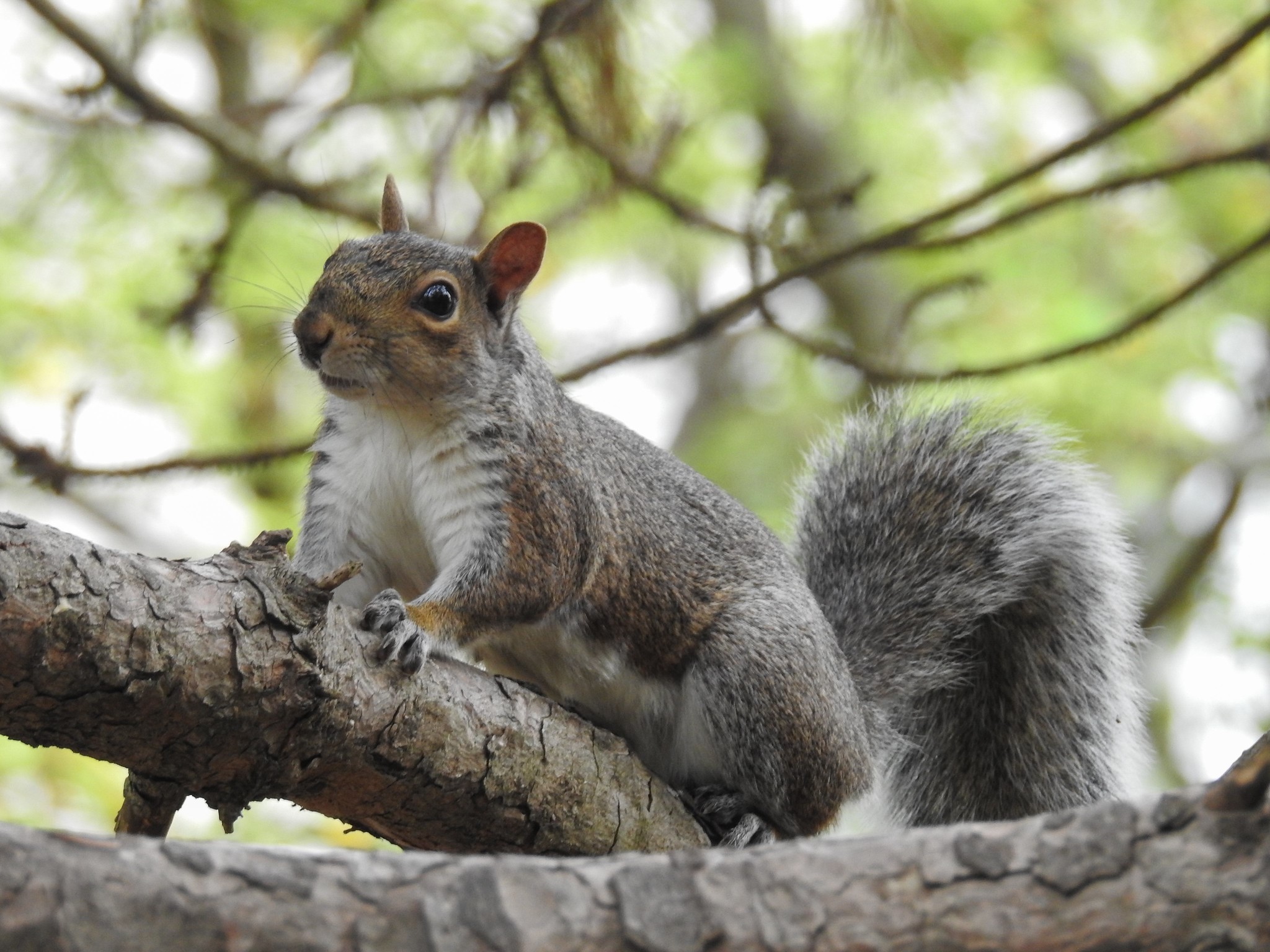 squirrel hunting