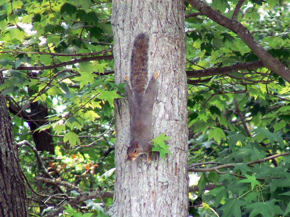 squirrel hunting