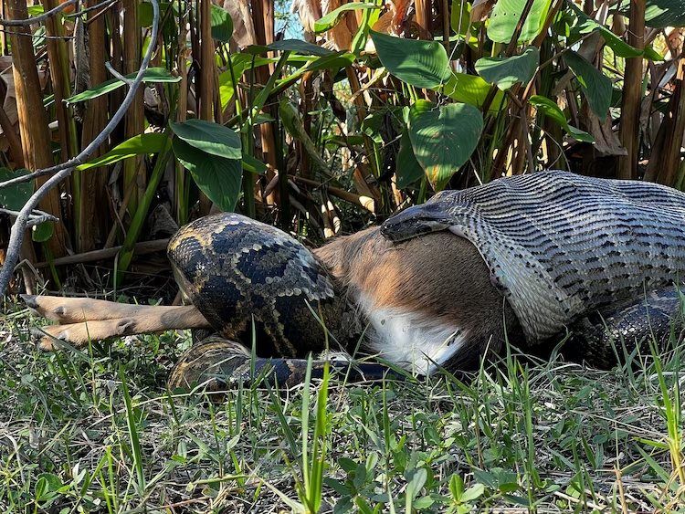 snake eating deer