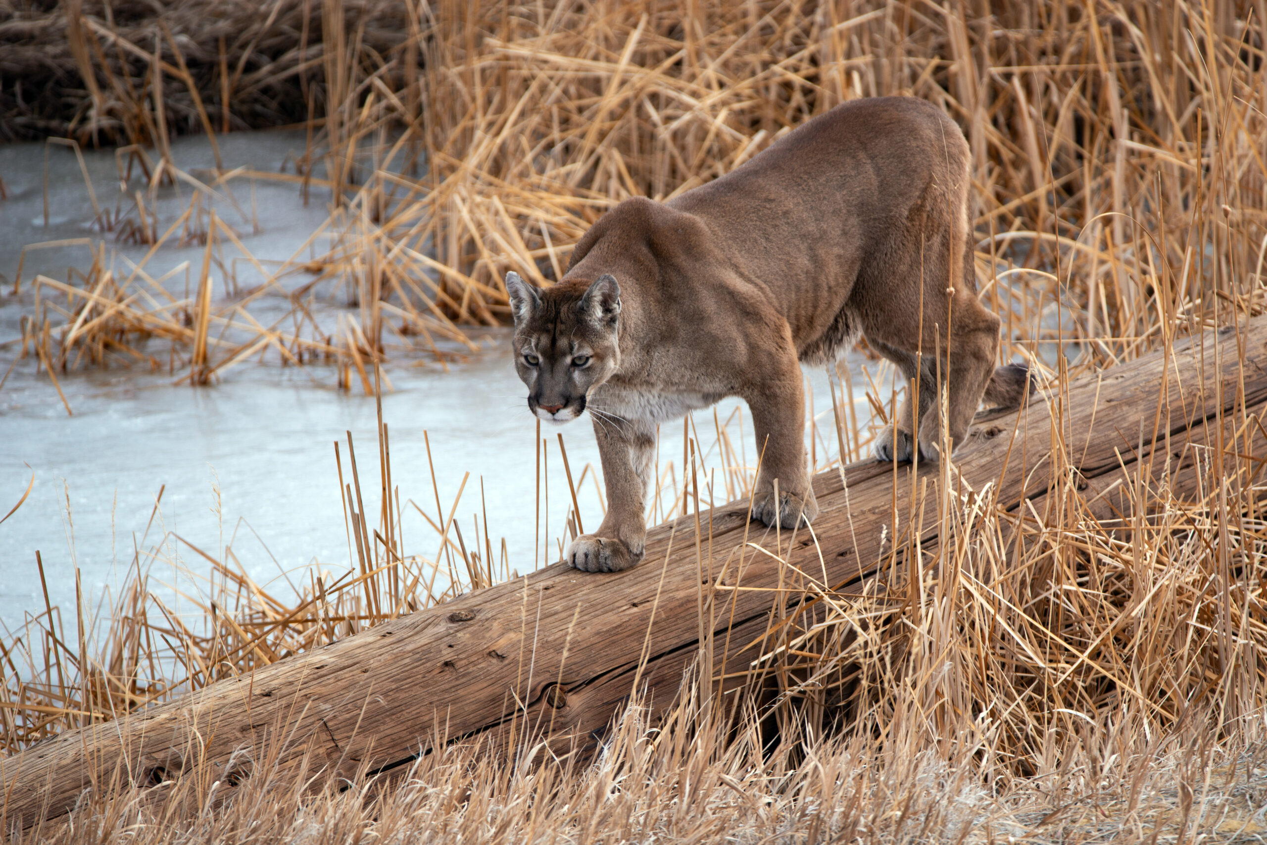 Victory for Colorado Mountain Lion and Bobcat Hunters