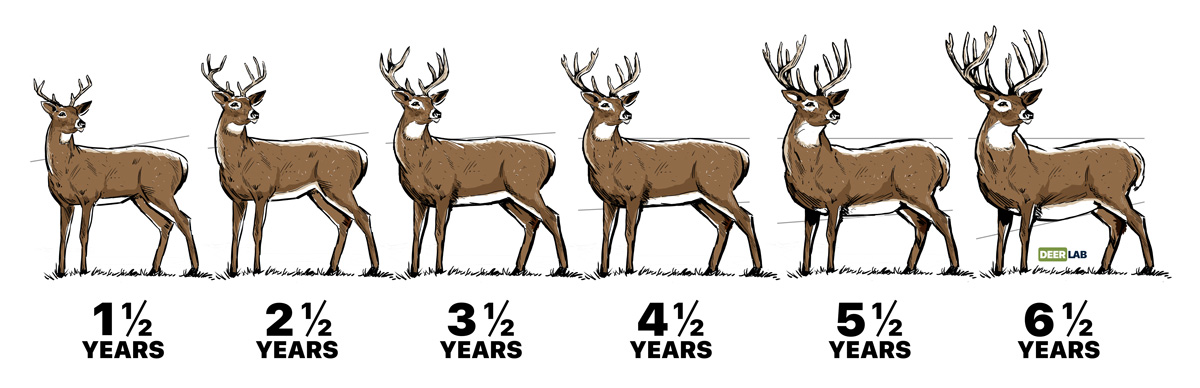 Learn How to Age Deer with iSportsman