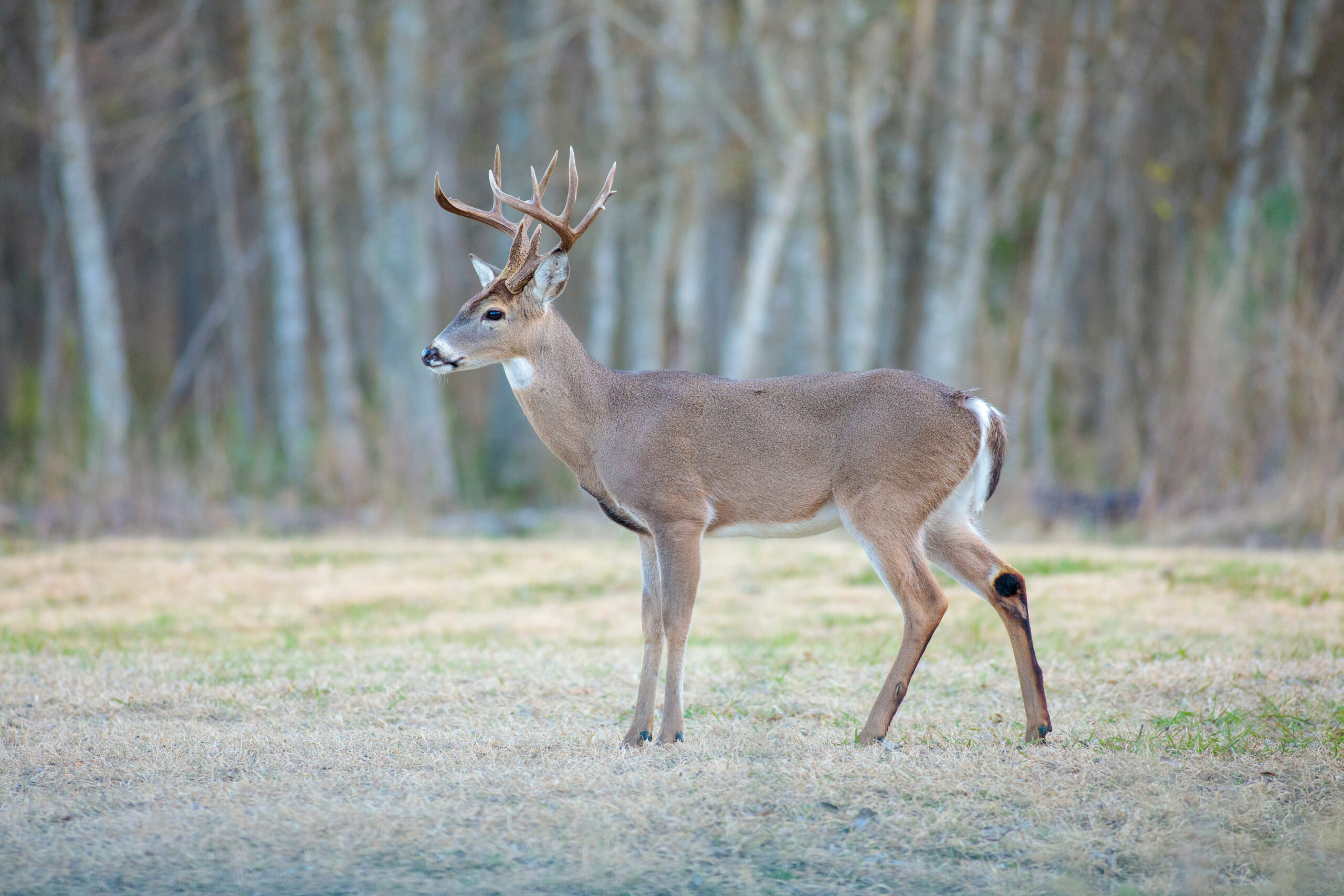 deer hunt in Texas