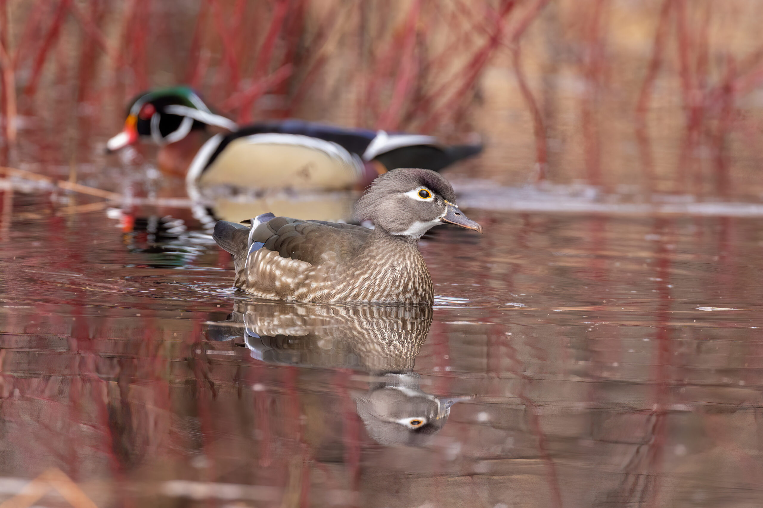 duck hunting season NC