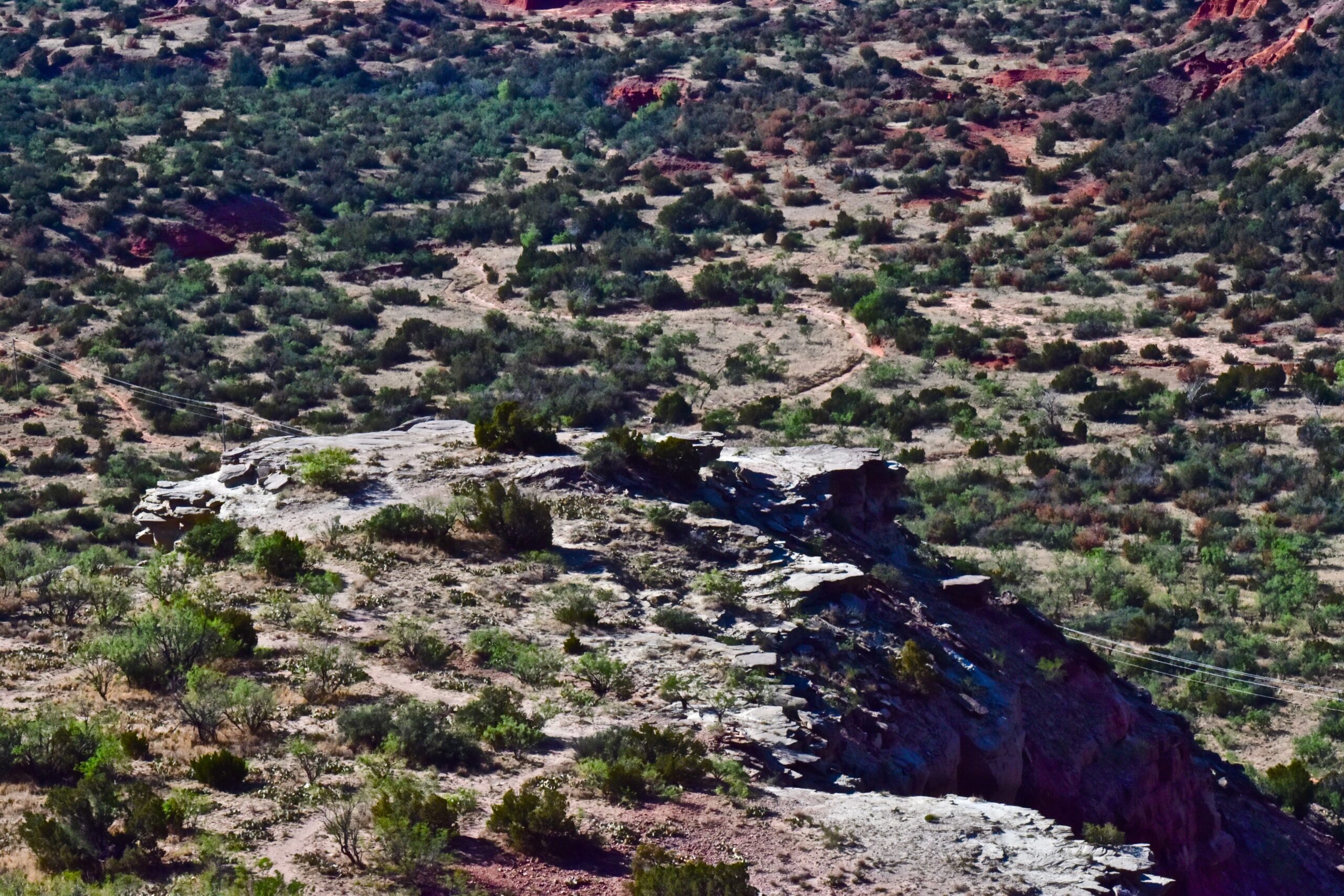 deer hunt in Texas