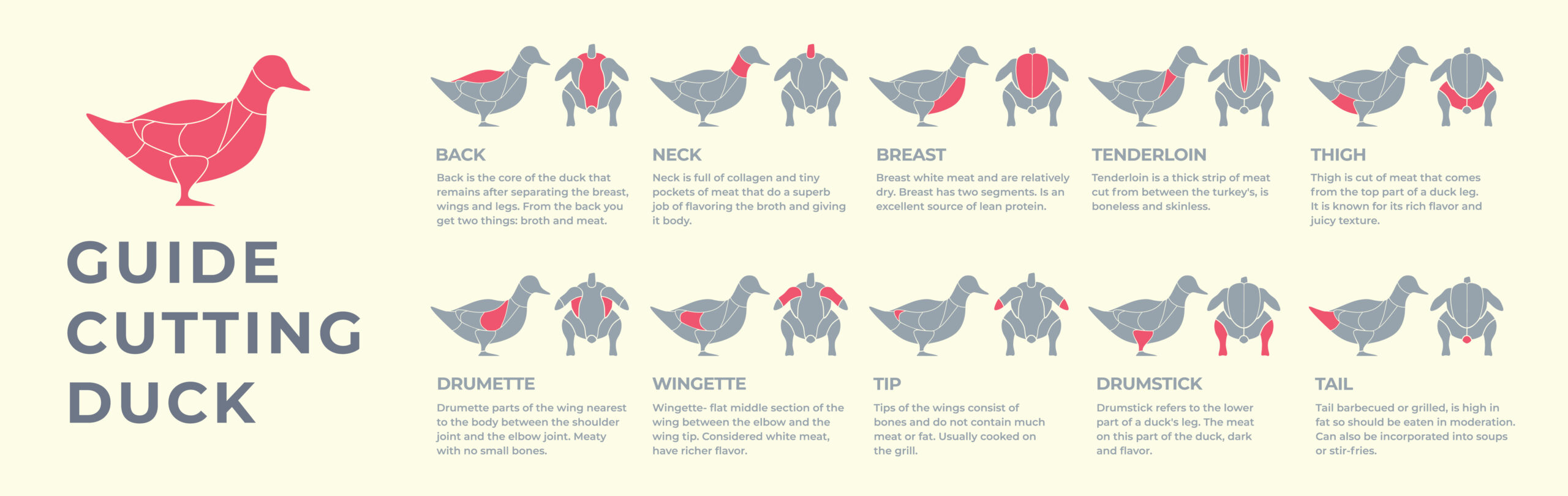 anatomy of a duck