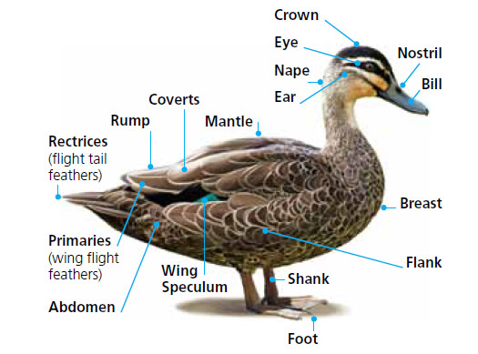 anatomy of a duck