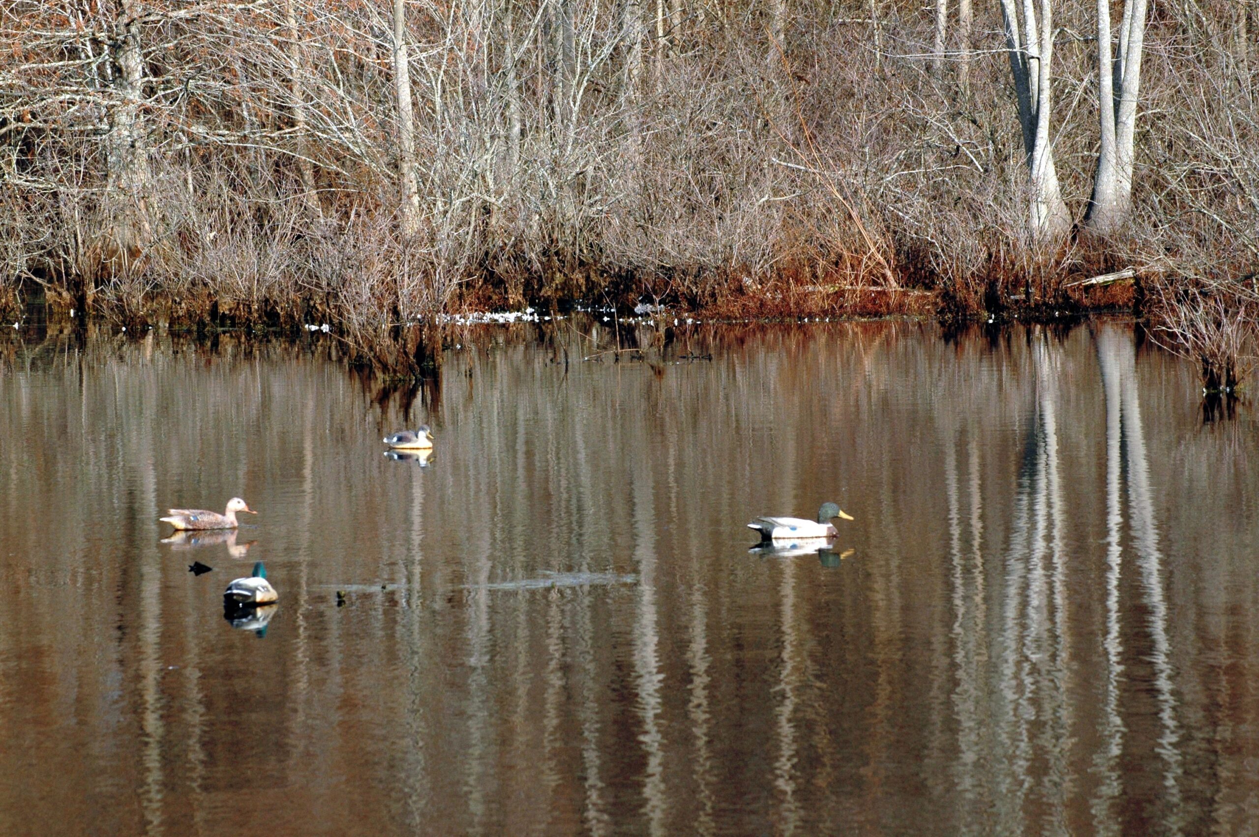 duck hunting guide