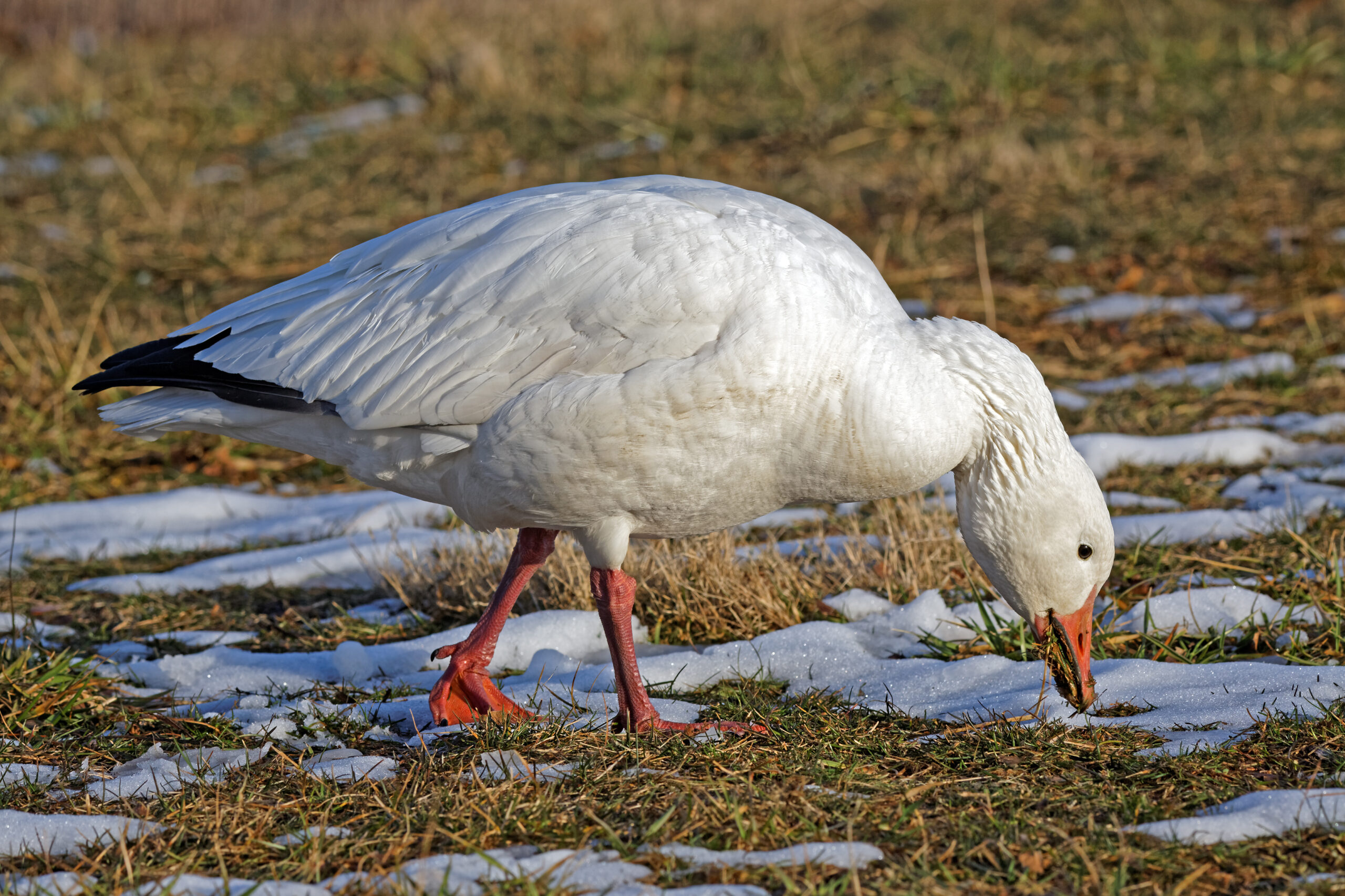 snow goose hunting