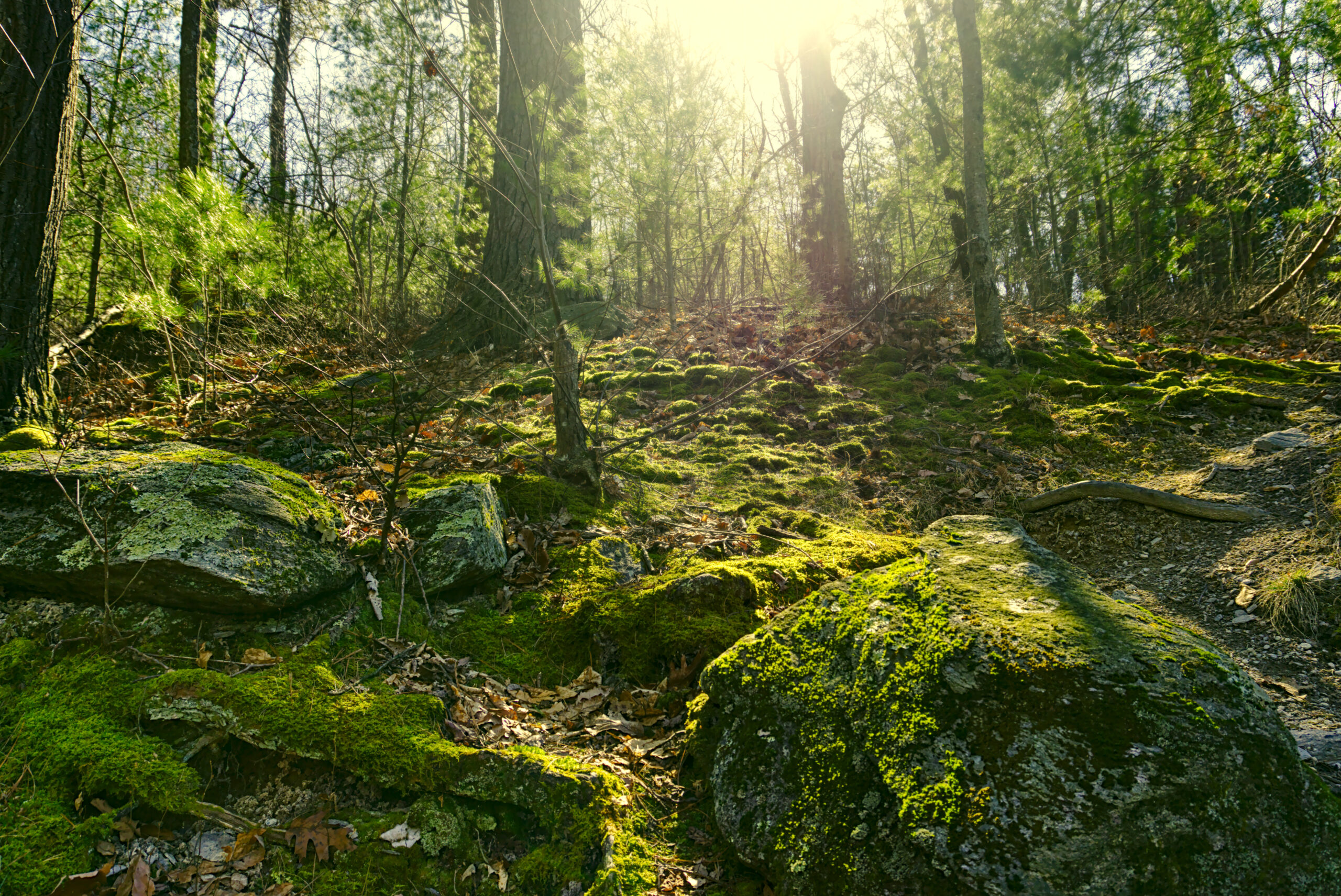 Michaux Forest