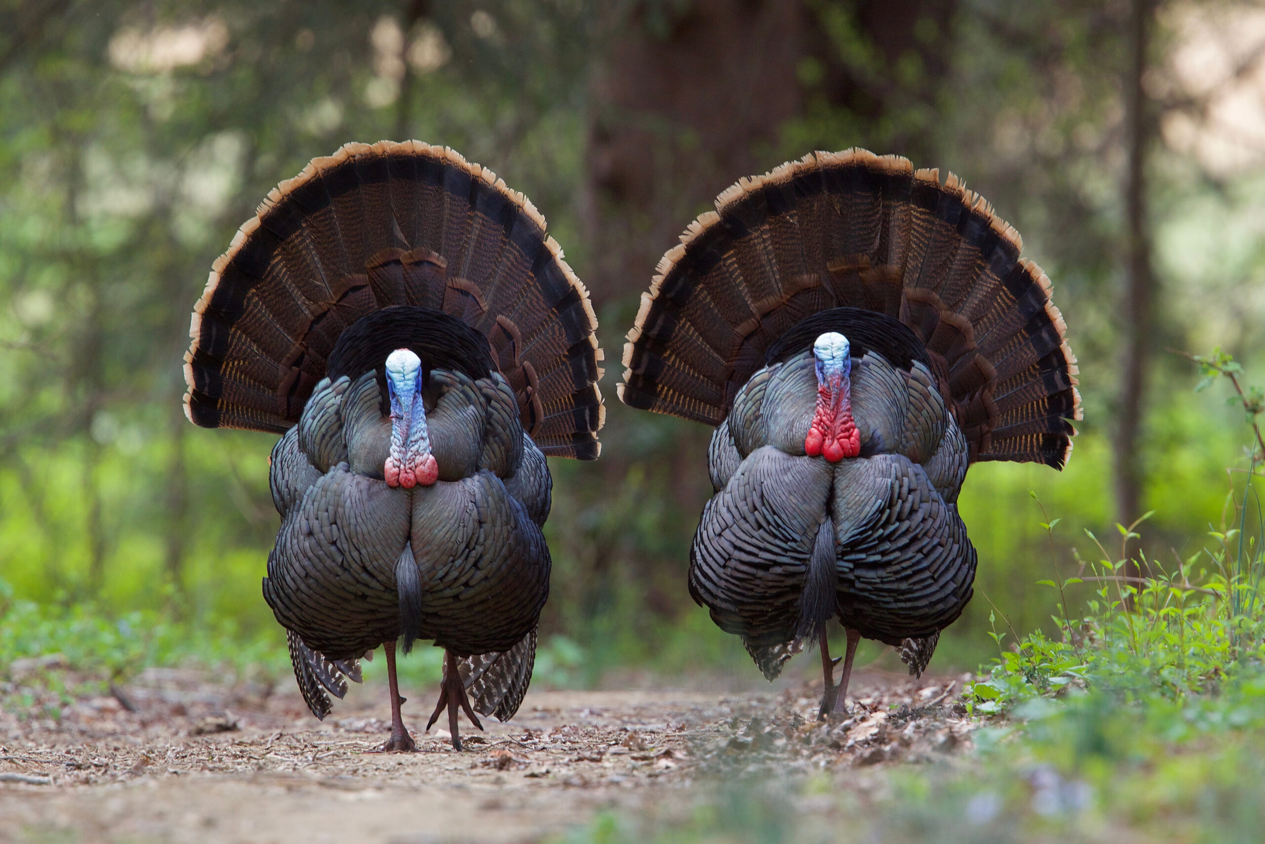 Virginia Spring Turkey Season