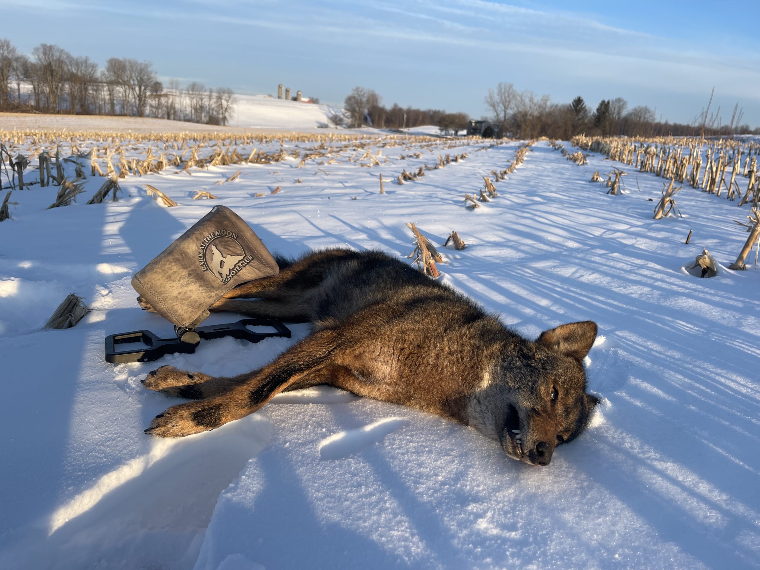 coyotes in the snow